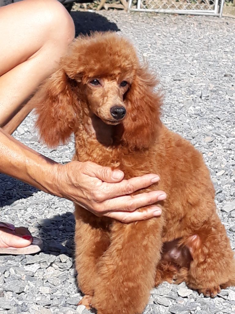 Pooding des Loves De Celia