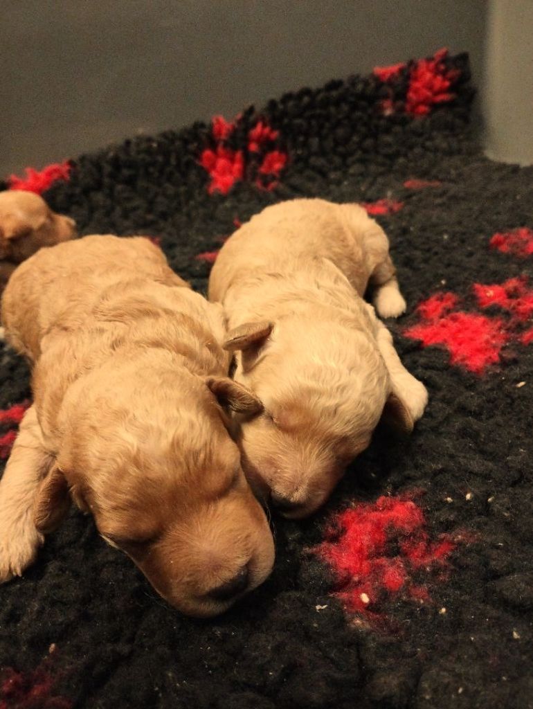 des Loves De Celia - Chiots disponibles - Caniche