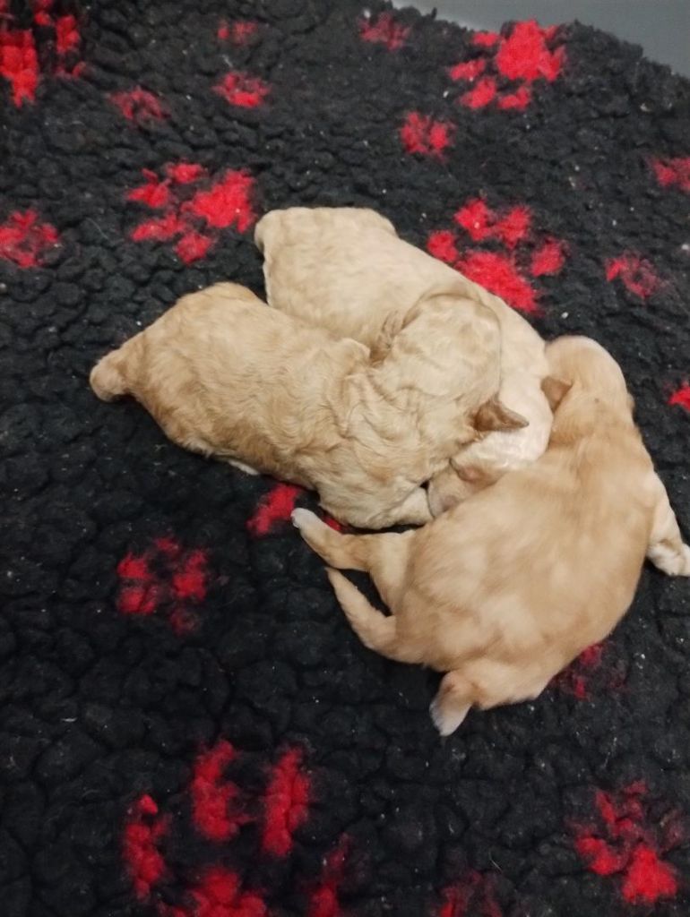 des Loves De Celia - Chiots disponibles - Caniche