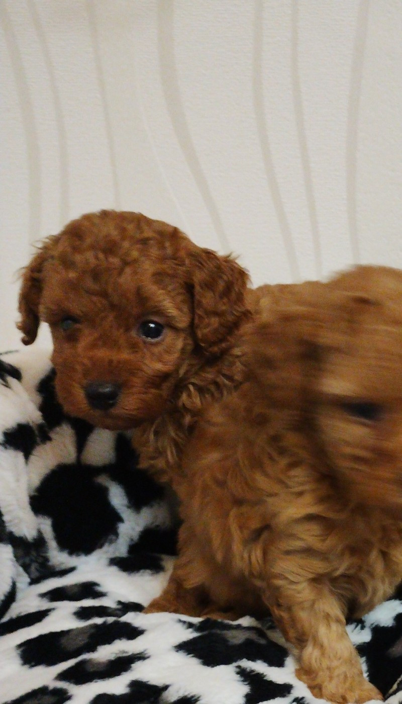 des Loves De Celia - Chiots disponibles - Caniche