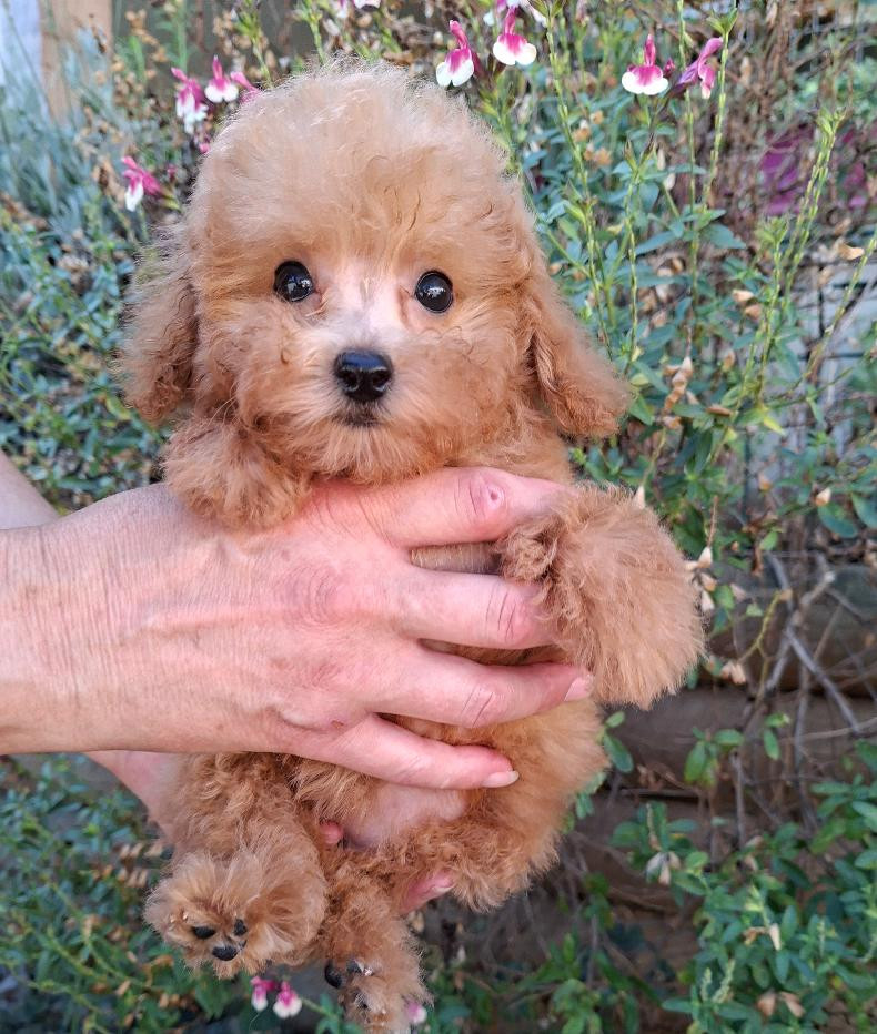 des Loves De Celia - Chiots disponibles - Caniche