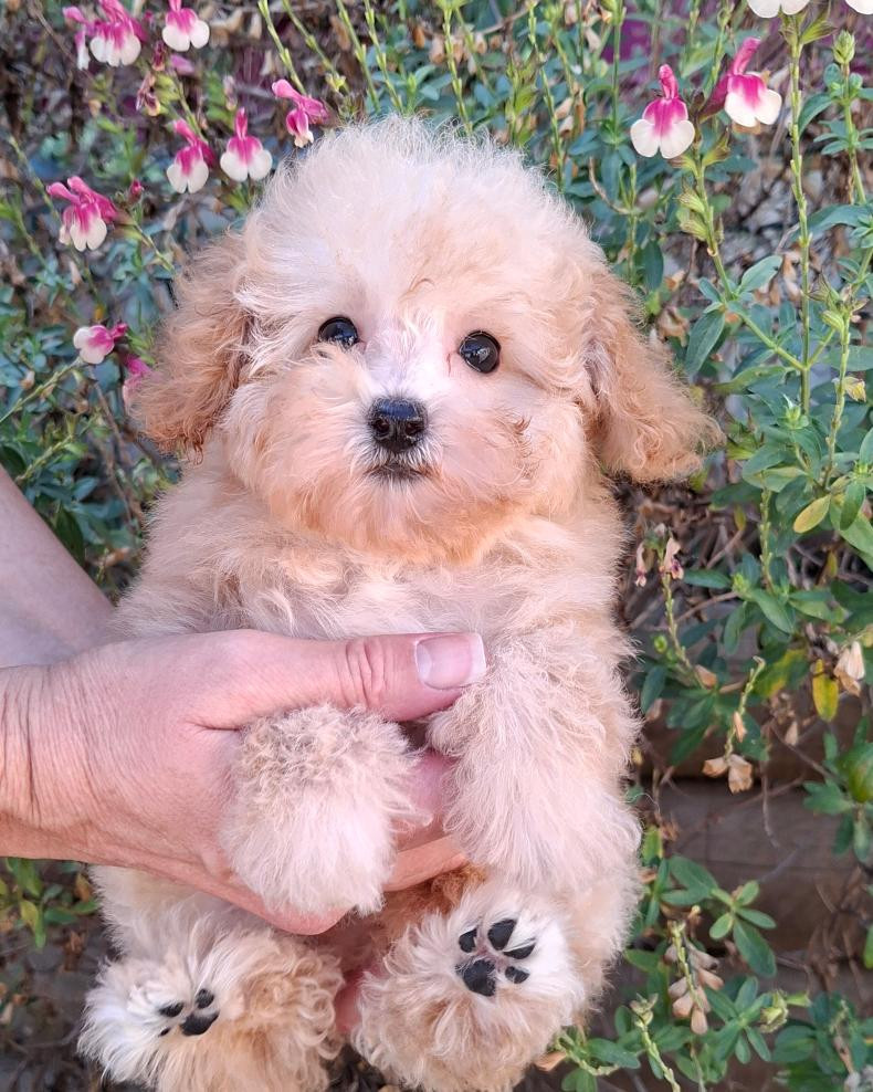 des Loves De Celia - Chiots disponibles - Caniche