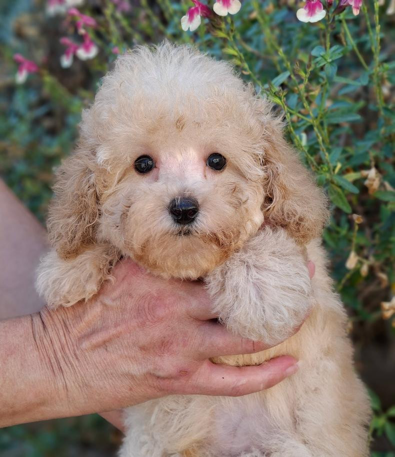 des Loves De Celia - Chiots disponibles - Caniche