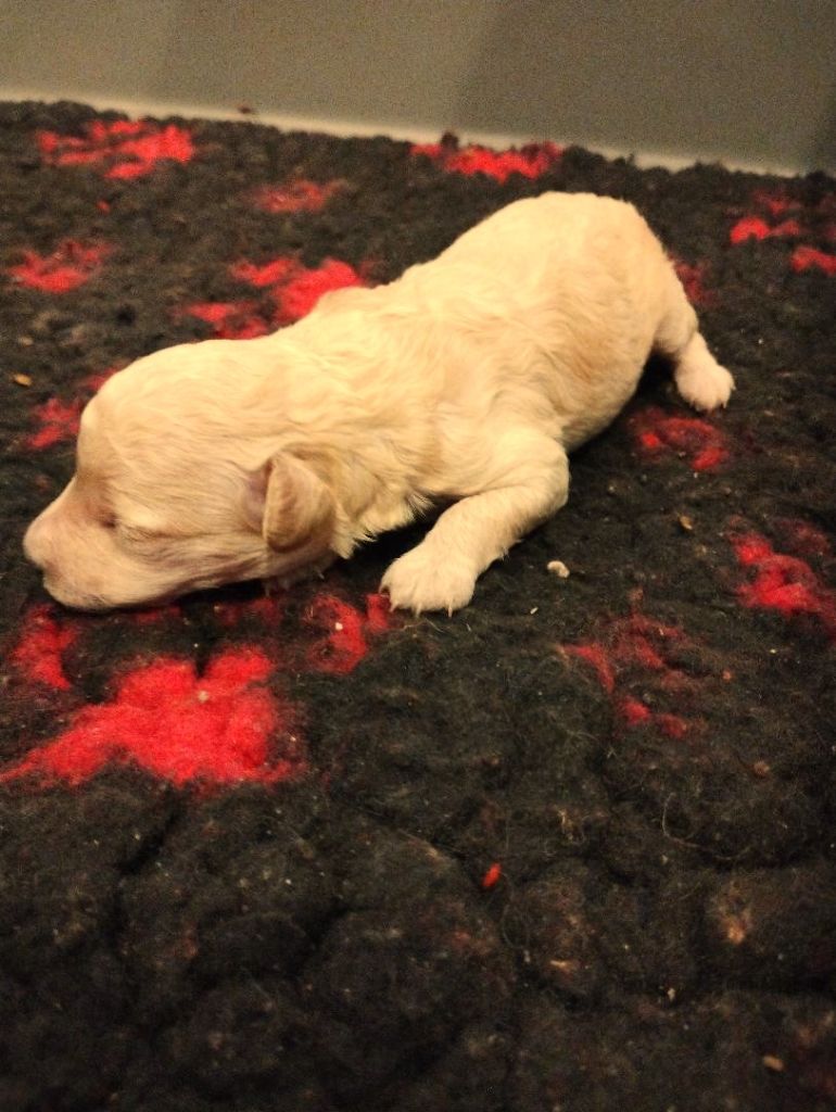 des Loves De Celia - Chiots disponibles - Caniche