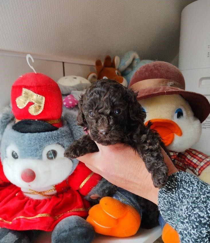 des Loves De Celia - Chiots disponibles - Caniche