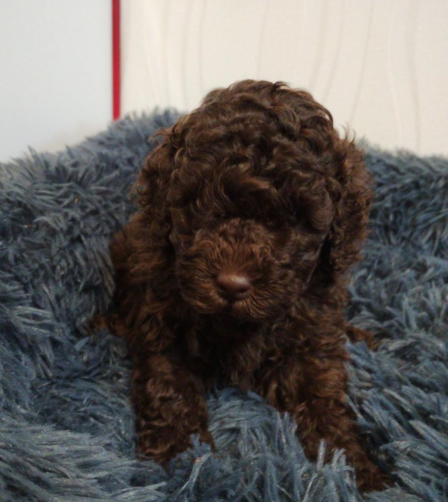des Loves De Celia - Chiots disponibles - Caniche