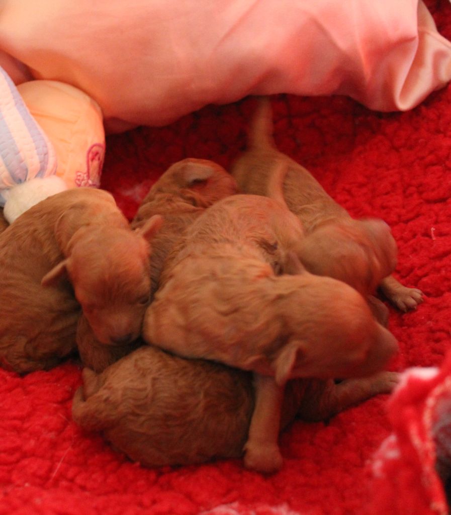 Chiot Caniche des Loves De Celia