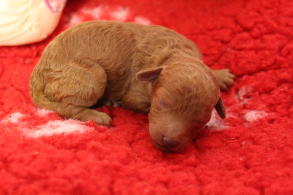 des Loves De Celia - Chiots disponibles - Caniche