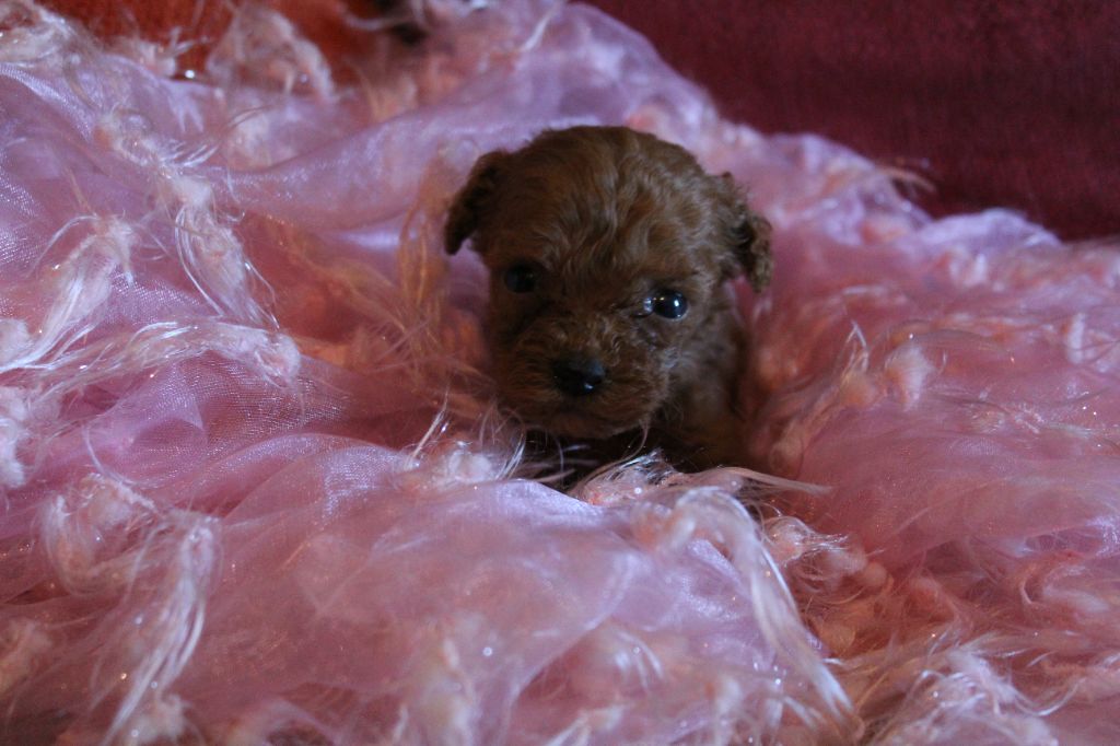 des Loves De Celia - Chiots disponibles - Caniche