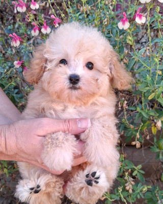 Chiot N°2