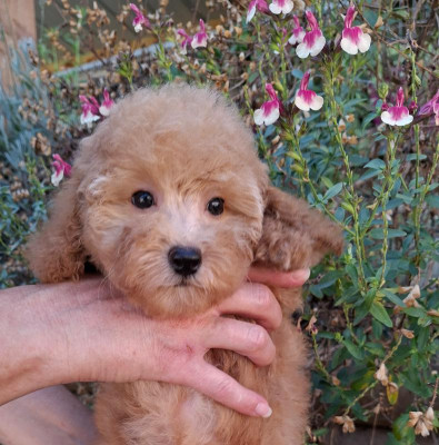 Chiot N°4