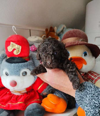 CHIOT 1