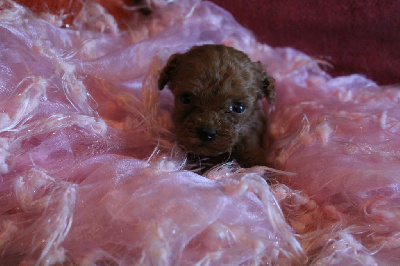 CHIOT 5