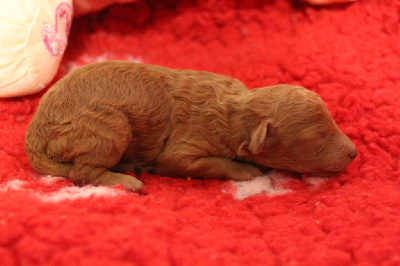 CHIOT 3