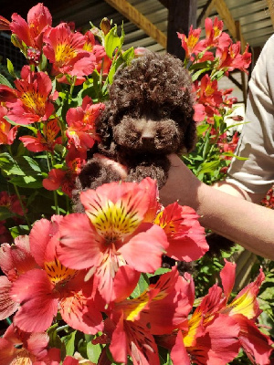 CHIOT 2