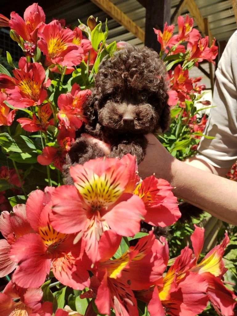des Loves De Celia - Chiots disponibles - Caniche
