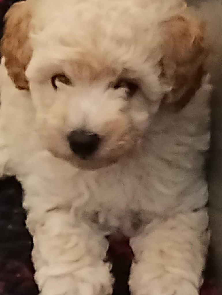 des Loves De Celia - Chiots disponibles - Caniche