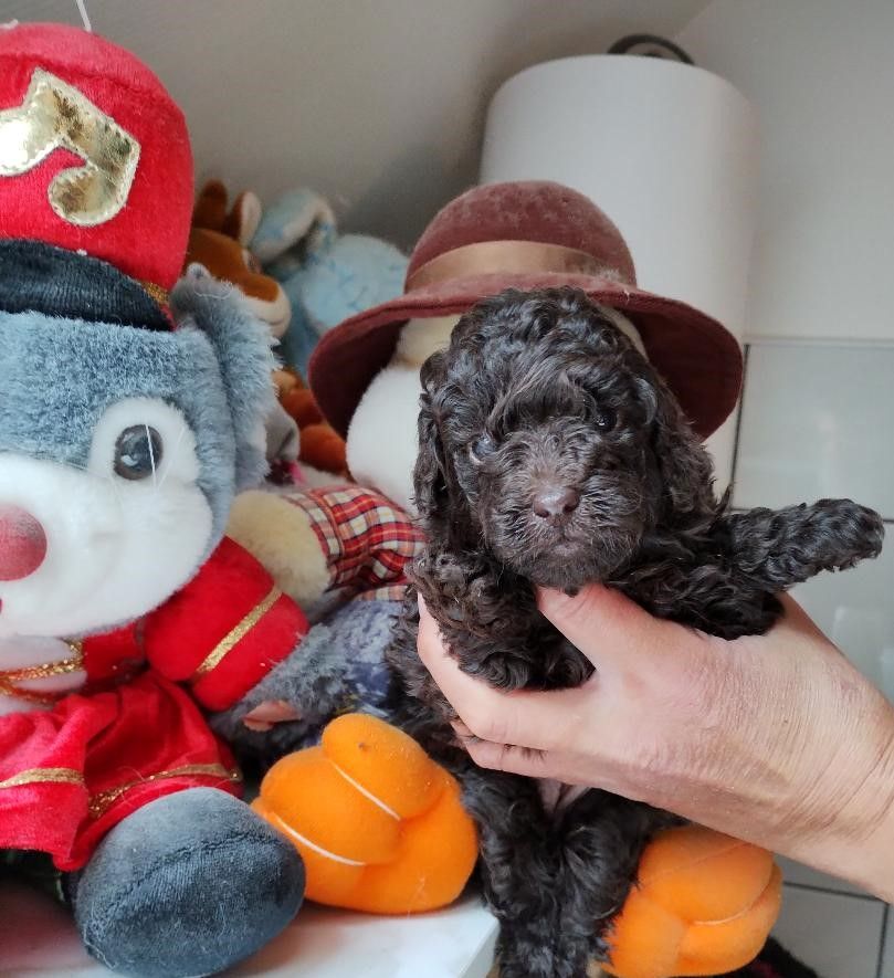 des Loves De Celia - Chiots disponibles - Caniche