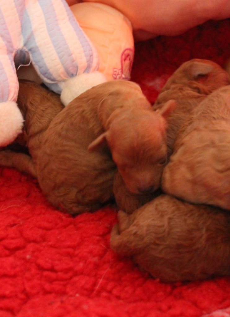 des Loves De Celia - Chiots disponibles - Caniche