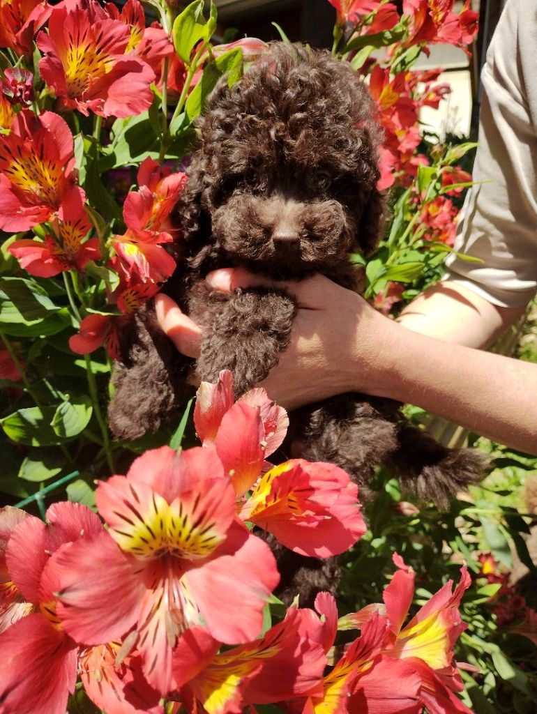 des Loves De Celia - Chiots disponibles - Caniche